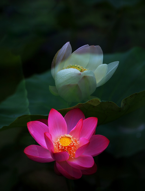 点此在新窗口浏览图片